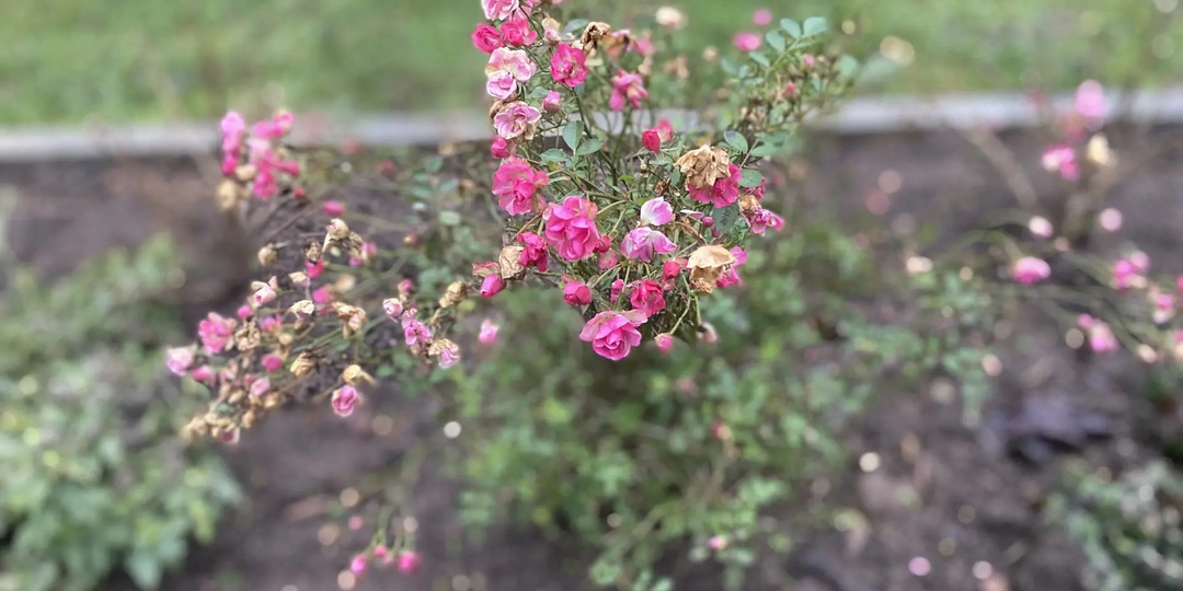Цветущий декабрь: розы распустились в Псковской области зимой