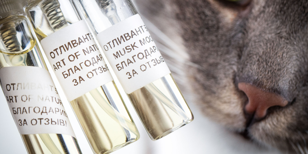 Парфюмерный зверинец и аромат чистоты от Lattafa: Конь, Верблюд и универсальный солдат