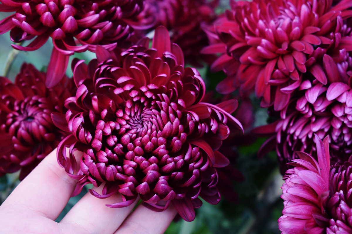 Хризантема Bigoudi Purple