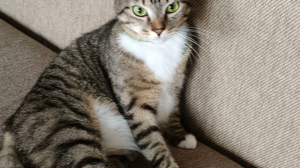 Что думали о кошках в Древнем Египте?