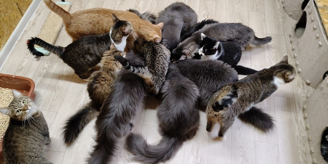 Что думали о кошках в Древнем Китае?