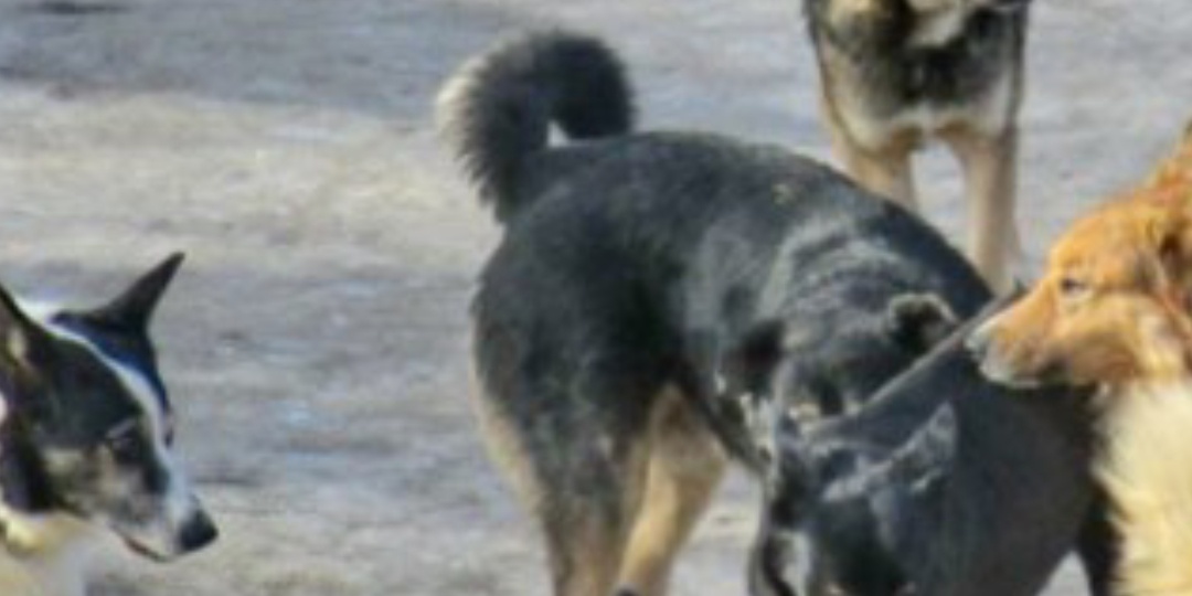 Как победить страх, житейская казачья мудрость