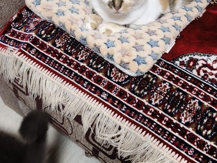 Что думали о кошках в Османской империи?