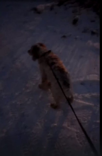 На вечерней каждодневной прогулке с любимым питомцем, кокерспаниелем Зевсом, из личного архива