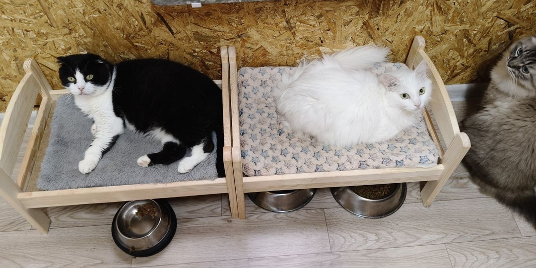 Что думали о кошках на Руси?