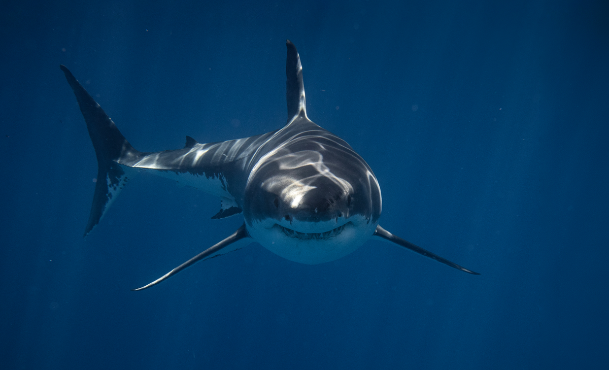 Источник: https://t-j.ru/short/baby-shark-tududu/