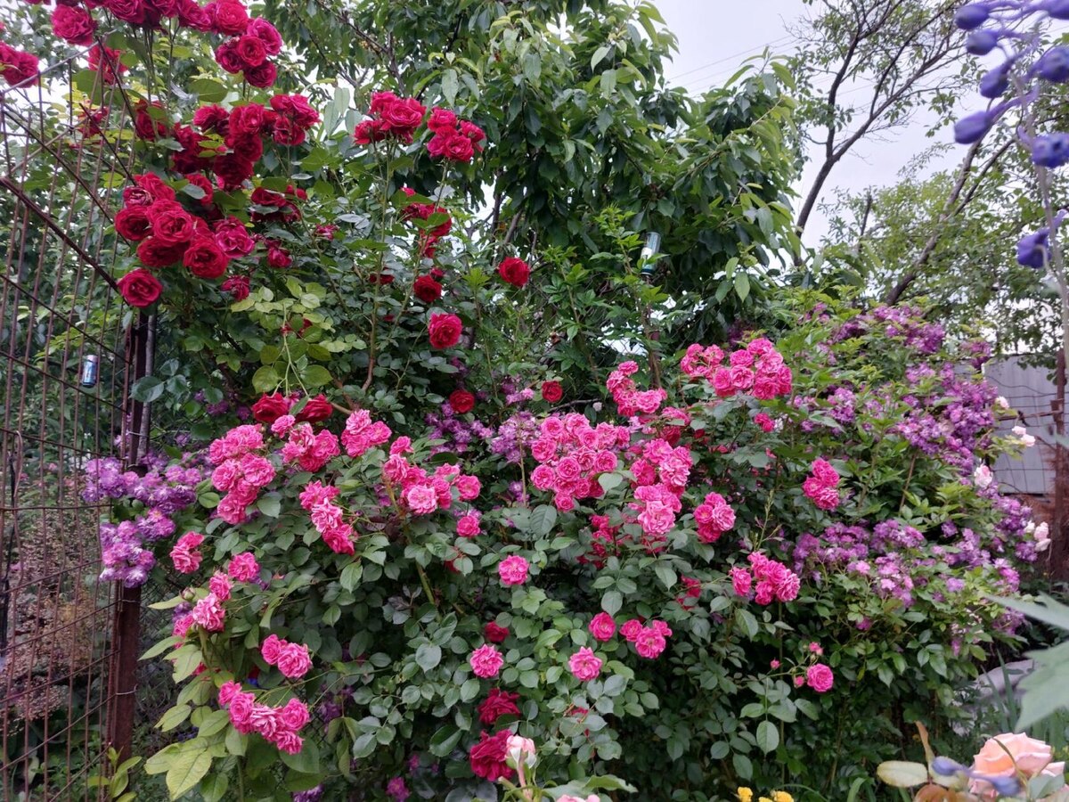 мои плетистые розы