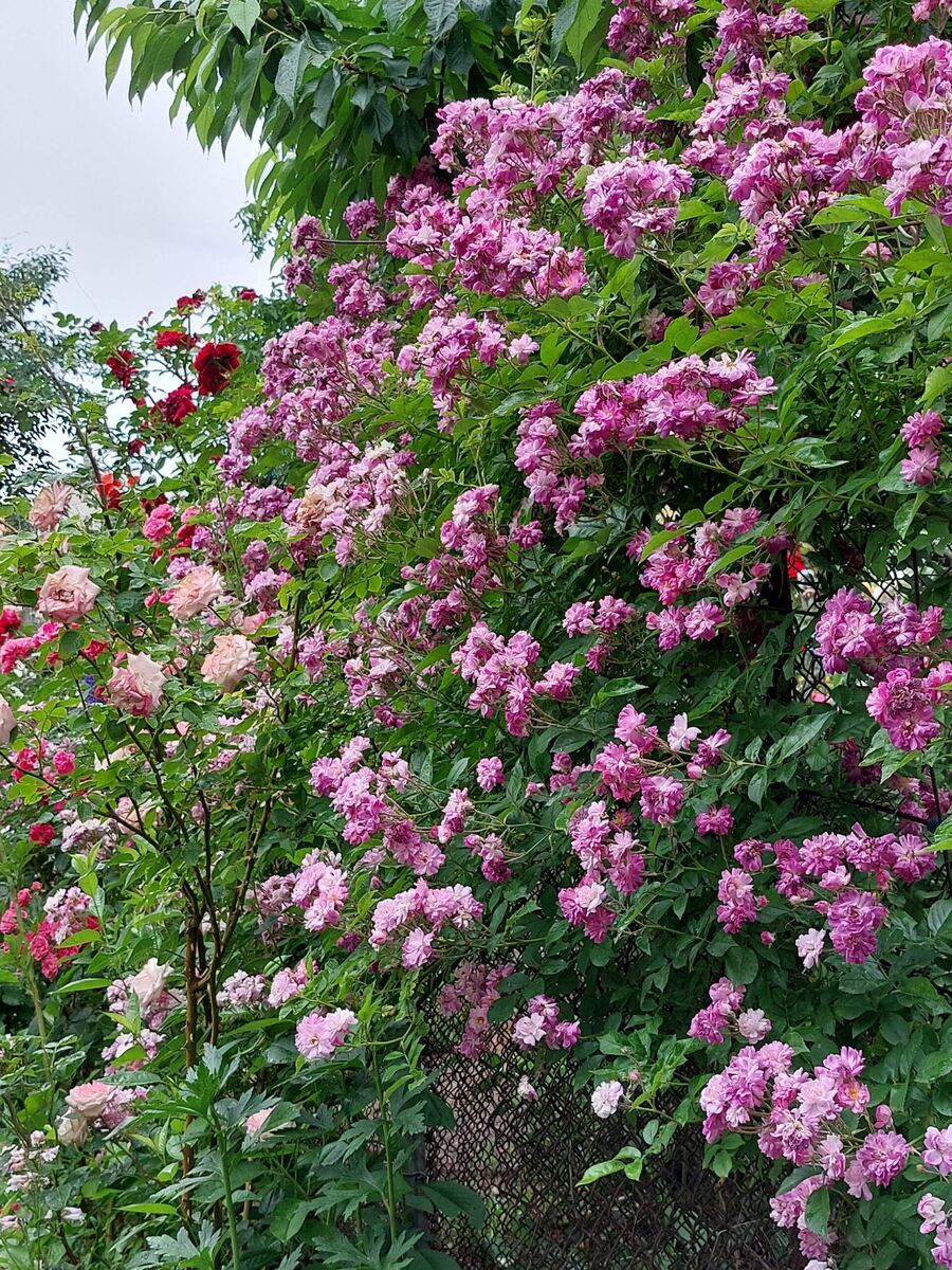  Блю-Виолет, Голубой Рамблер, Голубая Розали .