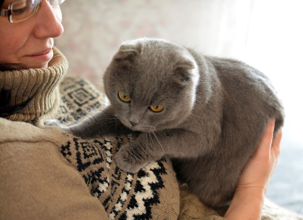 Но там сверху не учли, что здесь котиков обижают