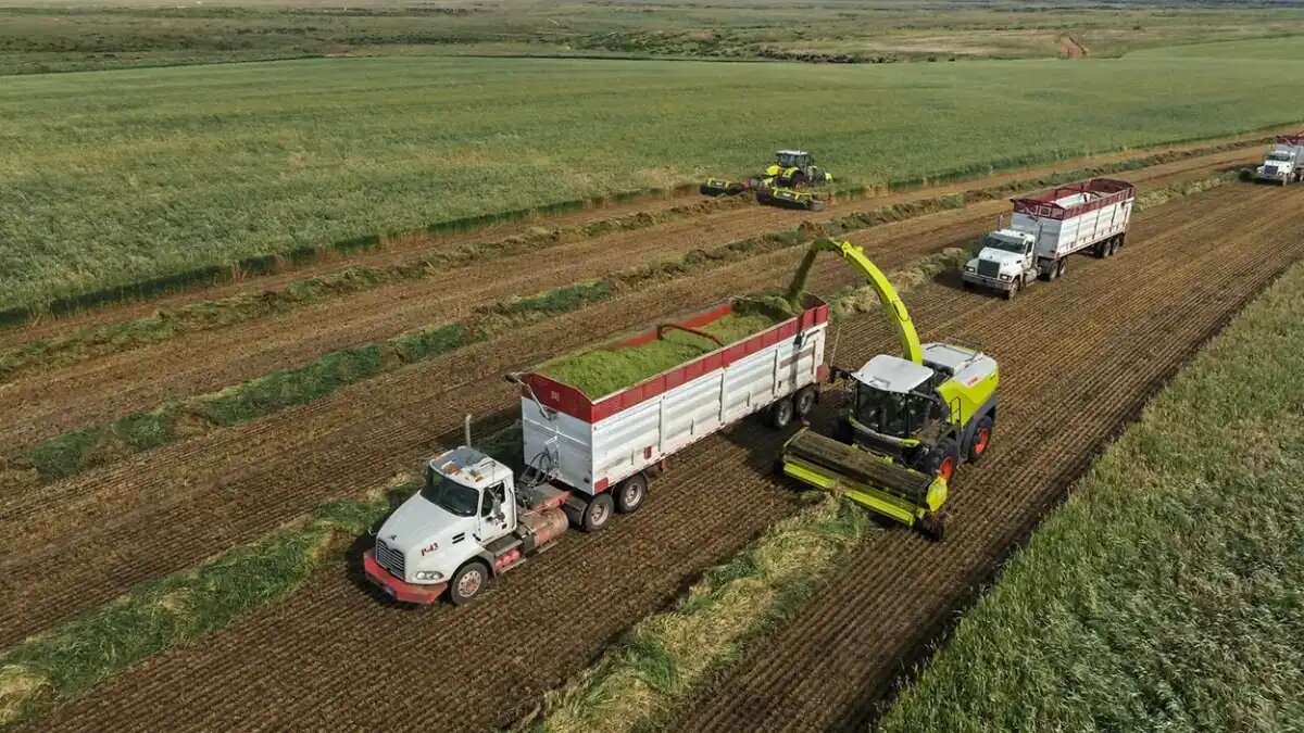 Фото: claas.com
Мировой рекорд: кормоуборочный комбайн CLAAS Jaguar 1200 за 12 часов заготовил 4096 тонн