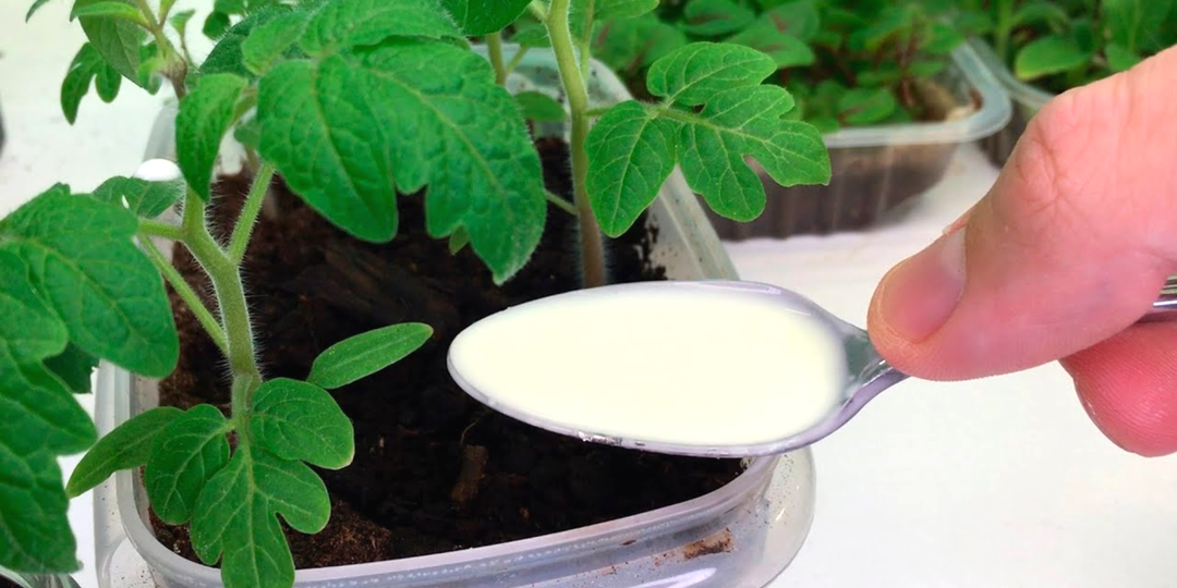 Копеечная подкормка, от которой рассада растет толстенькой, крепкой и никогда не болеет