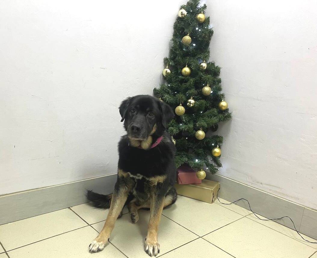 пенсионер Бонд