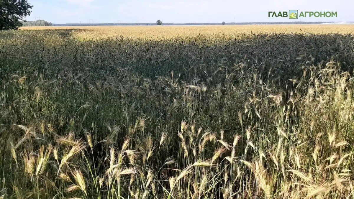 Фото:© Светлана Даренских / Glavagronom.ru
При подготове нового закона сенаторы проанализировали поступающие в Госдуму обращения пчеловодов