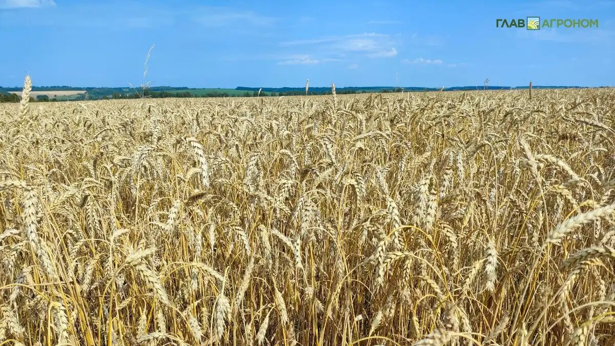 Фото:© Артем Борисов / Glavagronom.ru
В 2025 году мировые аналитики несколько раз повышали прогнозируемые объемы сборов зерна