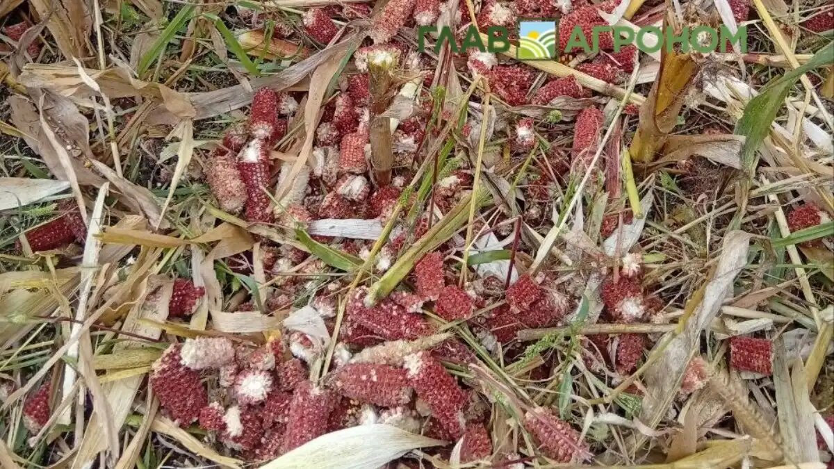 Фото:© Николай Петроченко / Glavagronom.ru
АБ-Центр оценил сборы кукурузы на 2025 год