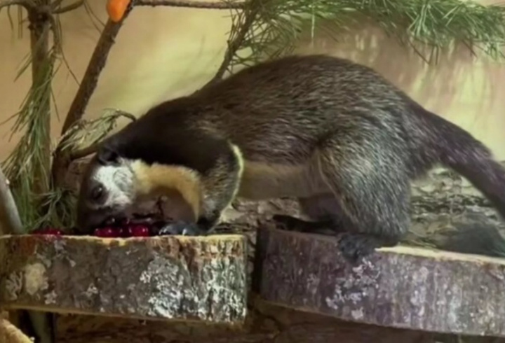 фото: пресс-служба Ленинградского зоопарка