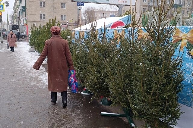    Пензенцев не прельщают ни сами ёлки, ни цена на них. Фото: АиФ/ Анна Логинова