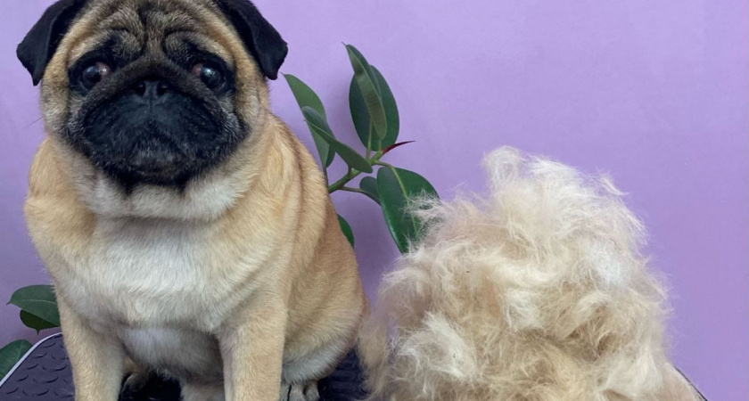    Фото Анастасии Дмитриевой