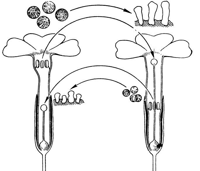 гетеростилия у примулы