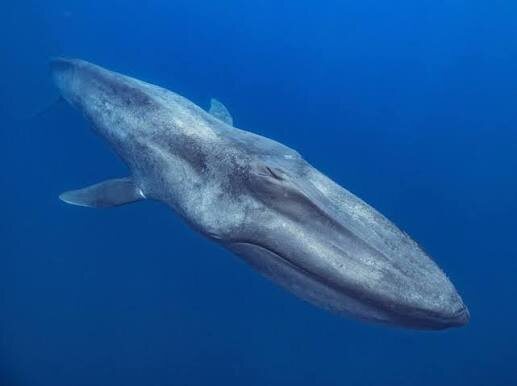 Синий кит: Вечный гигант океана