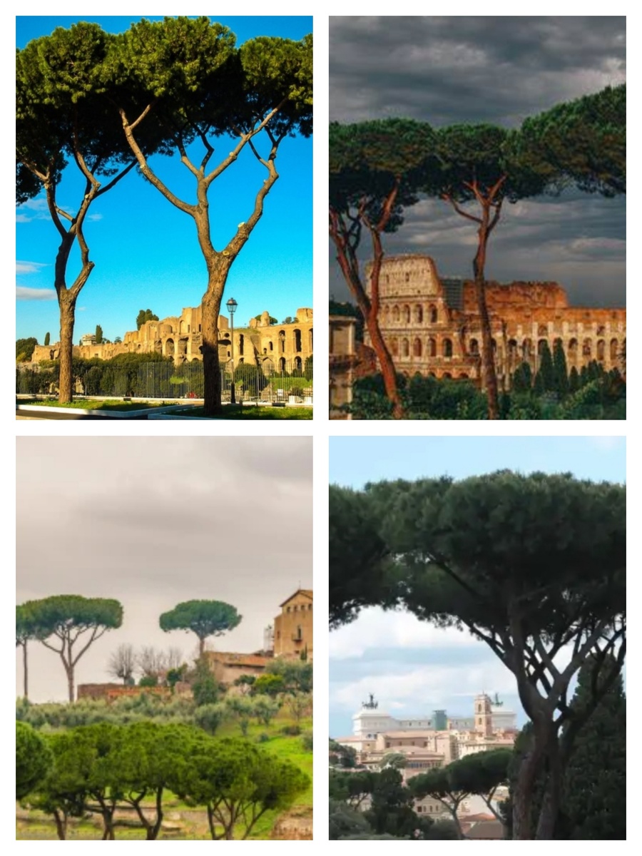 Коллаж из фотографий из открытых источников. Вот так выглядят эти уникальные сосны.