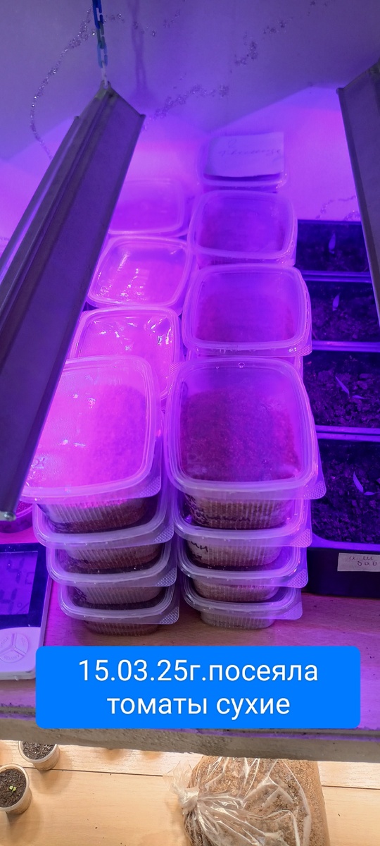 Посев томатов всех -55 сортов🙂🤭