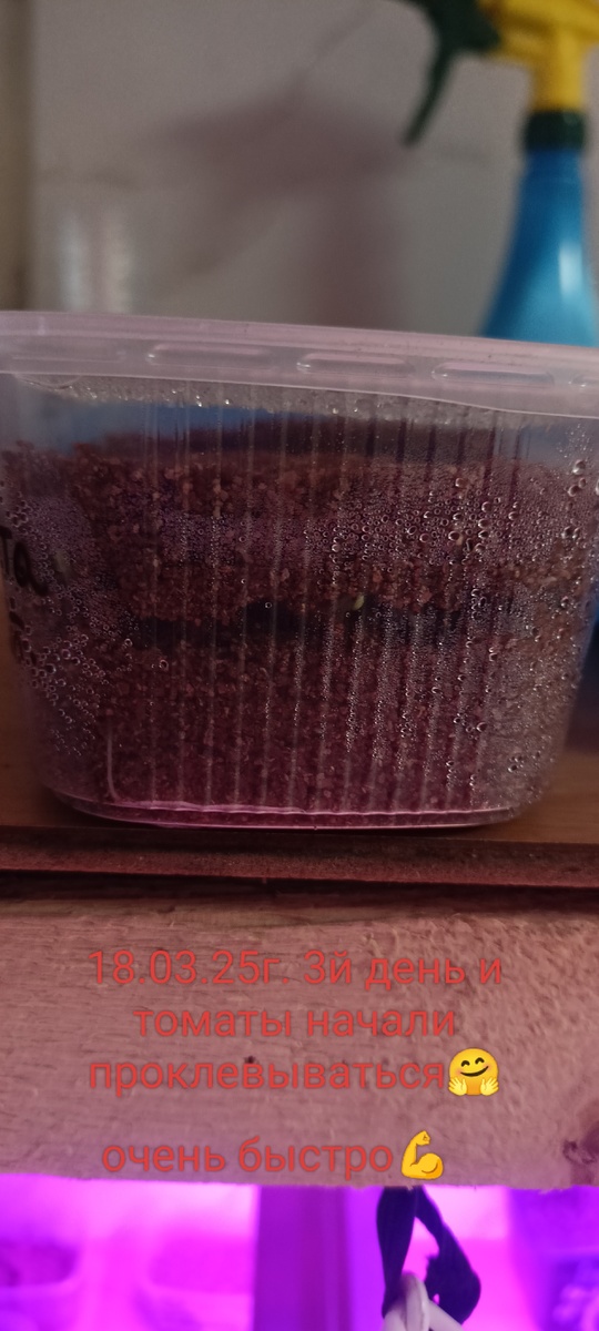 Мои томатики проклёвываются 🥰