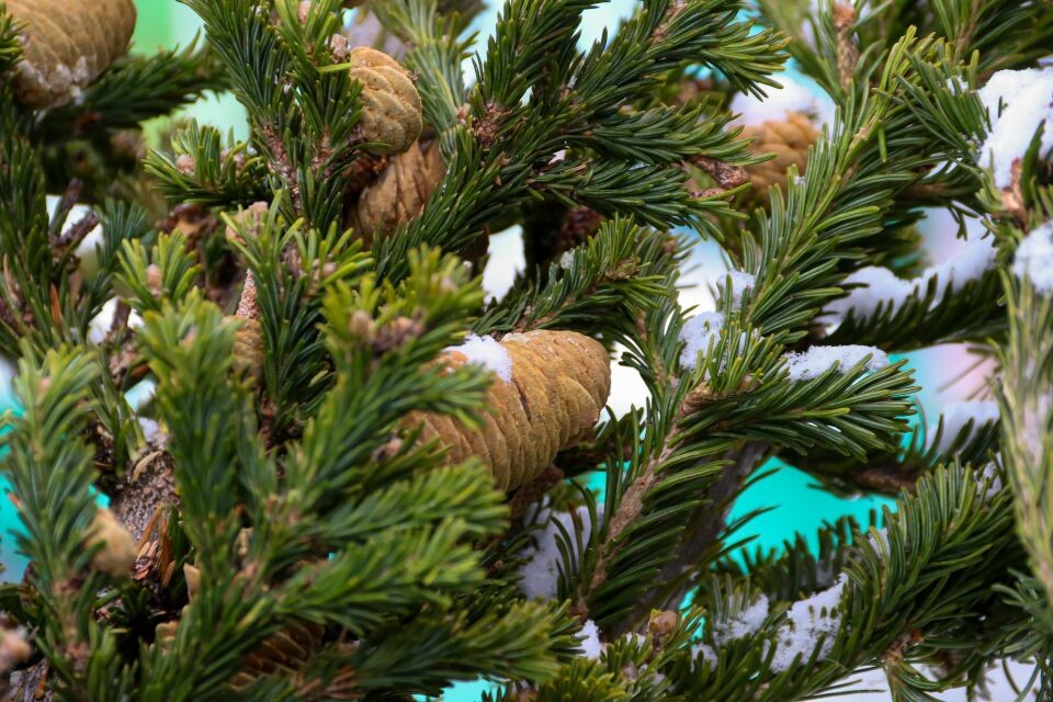    Елочные базары в Барнауле. Источник: Виталий Барабаш