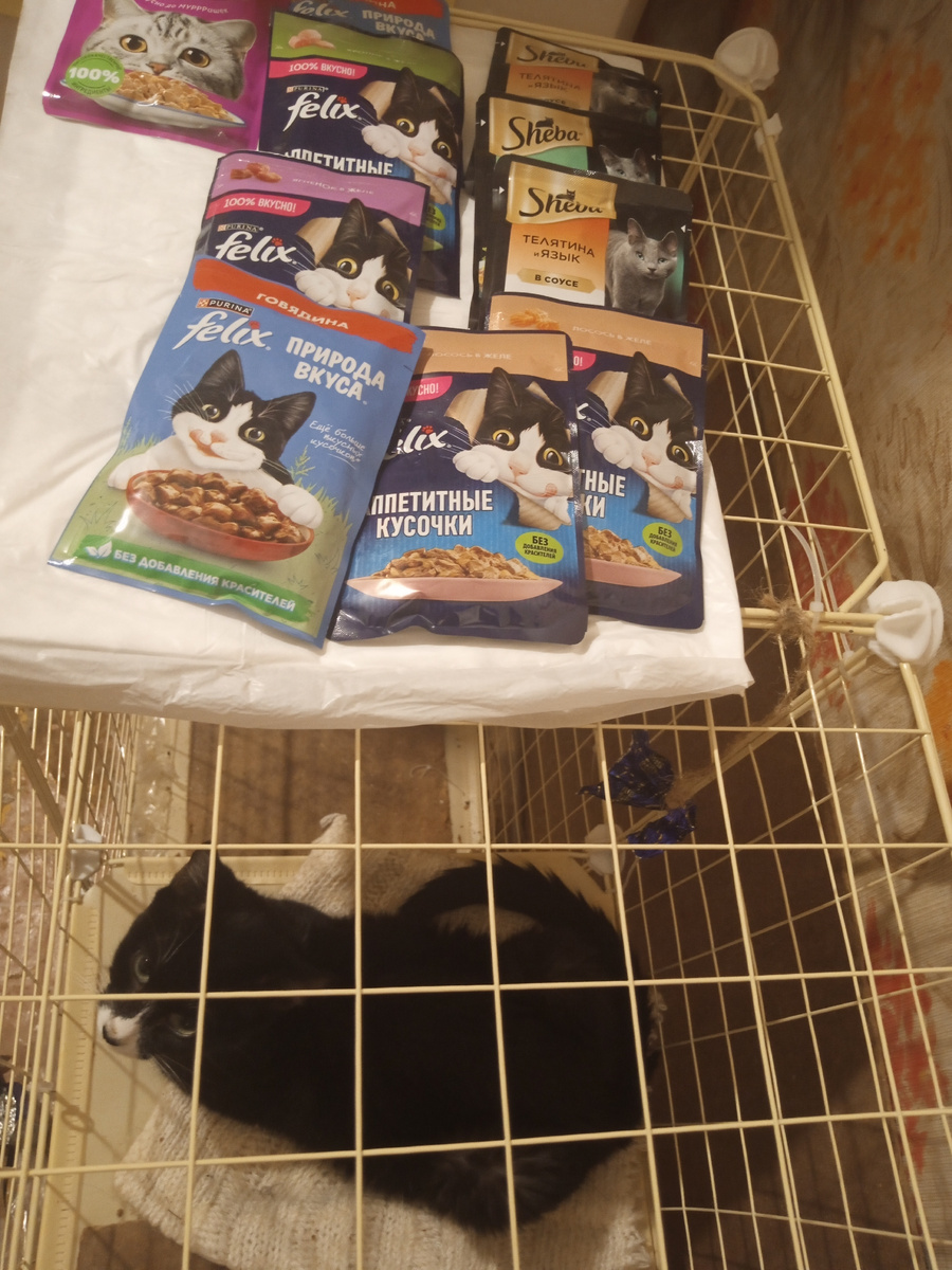 Фото моё. Днём котёнка закрываю в клеточку. Что бы не было неприятностей ,пока меня нет дома.