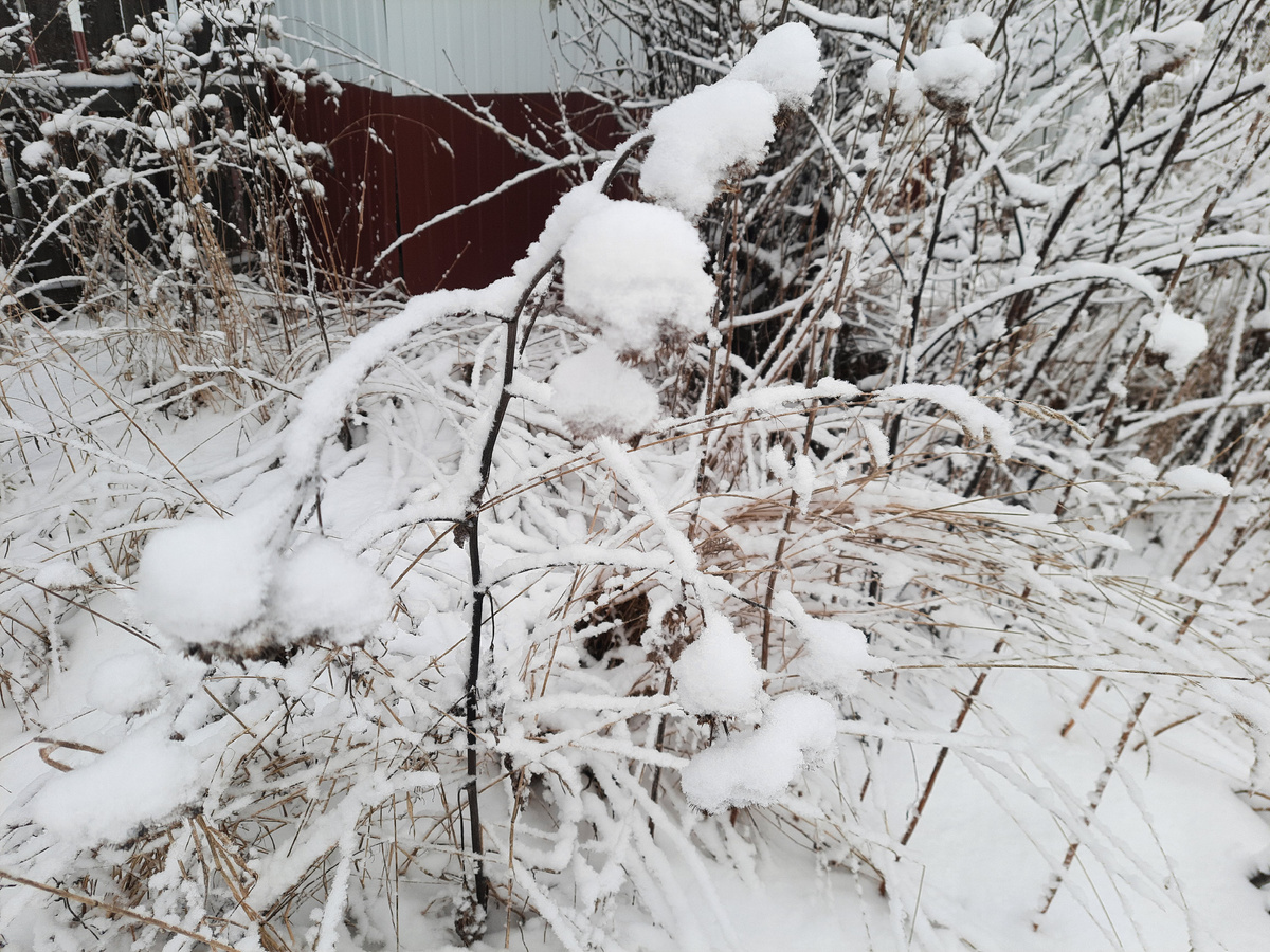 Чудные штуки снег создаёт из сорняков