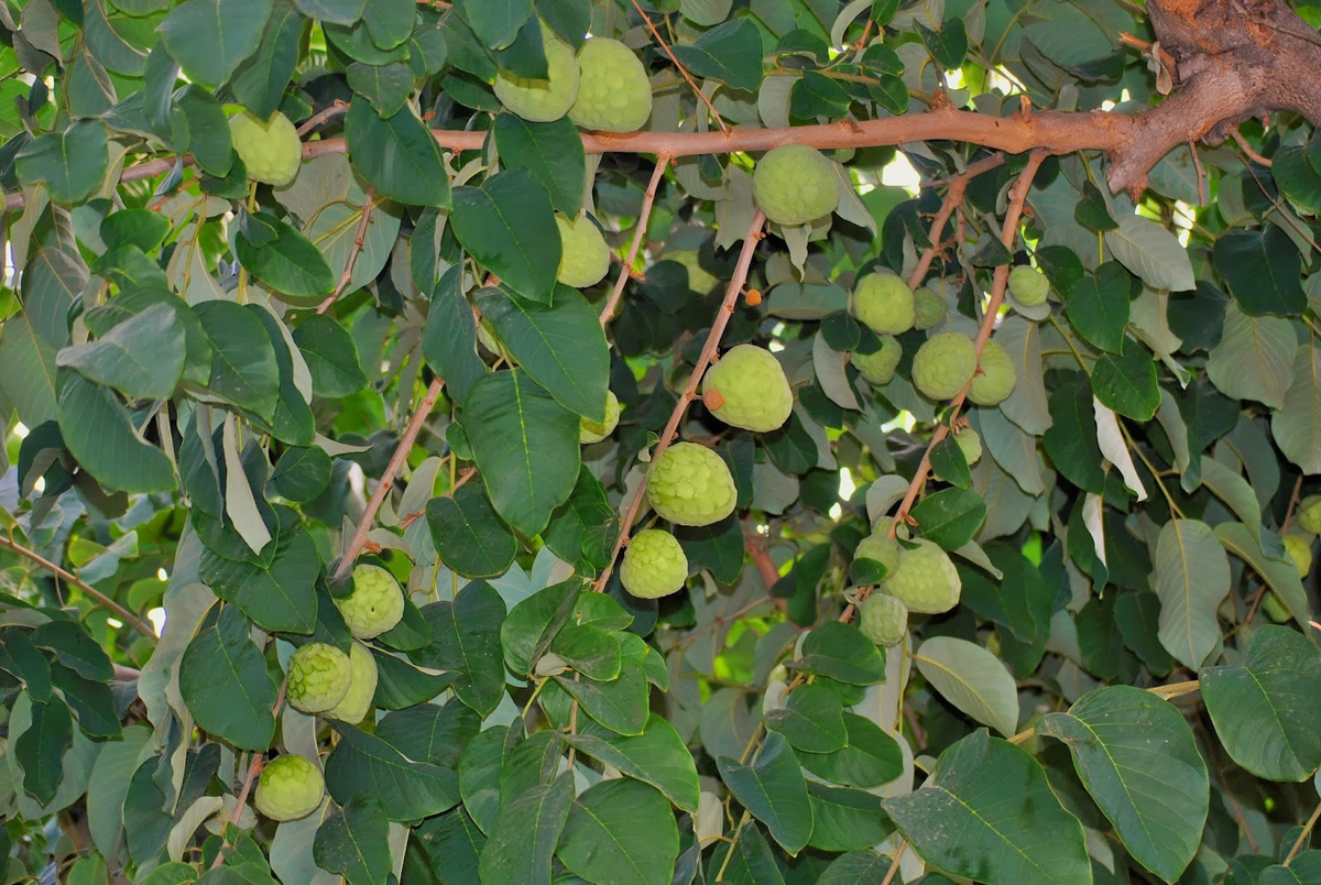 Едят то, что получается позже