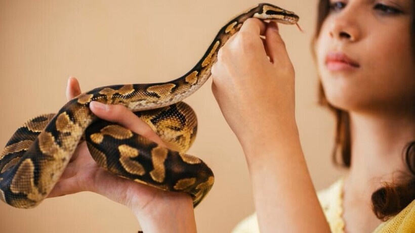    Фото: thesprucepets.com