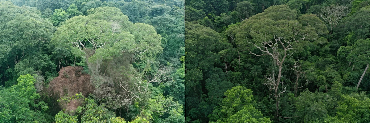 Диптерикс до и после удара молнии через какое-то время - лианы ему уже не мешают