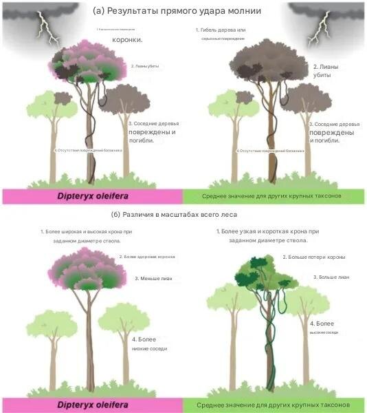 Последствия прямого удара молнии. Различия в масштабах всего леса - меньше лиан. Среднее значение для других таксонов крупных пород