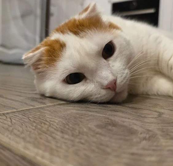 Нашел свою родственную душу... и это не его хозяйка! Плюшевый привет от Джулиана!