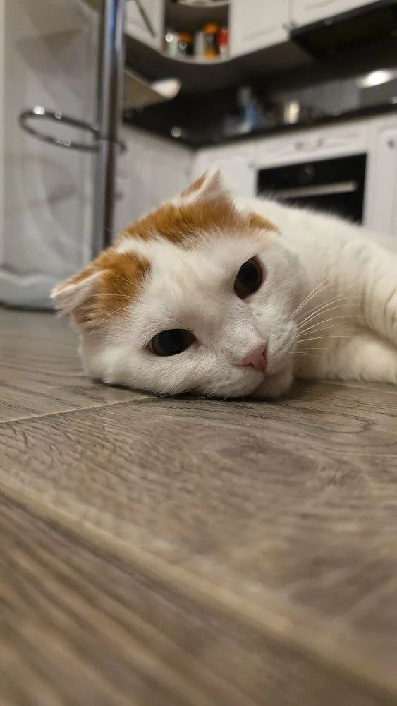 Всем большой привет от котика Джулиана!