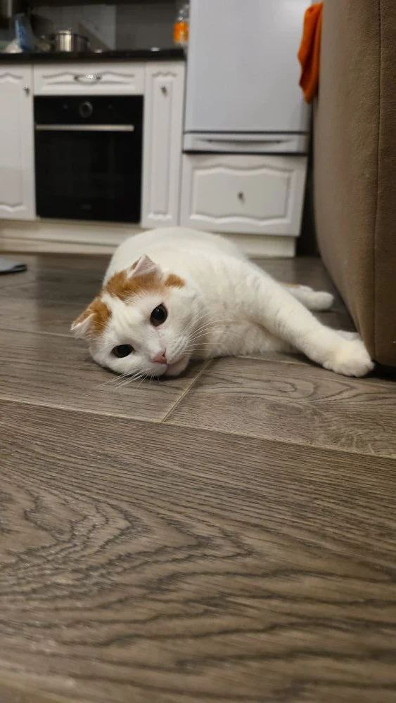  У Джулиана всё не просто хорошо, а просто ВЕЛИКОЛЕПНО! 