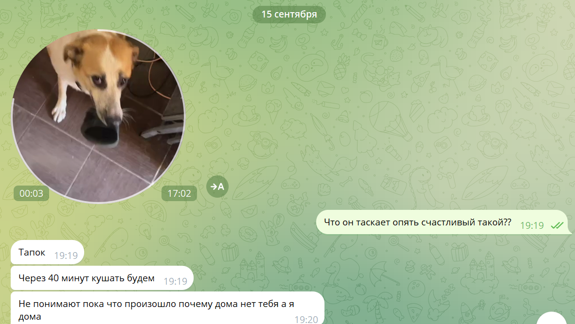 Тапки Антоха не грызёт, а подает вошедшему. Только один подаёт. Ну и как подаёт... Хватает тапок и вокруг  носится кругами.