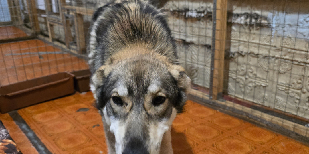 Пятница стольник. Два месяца страха