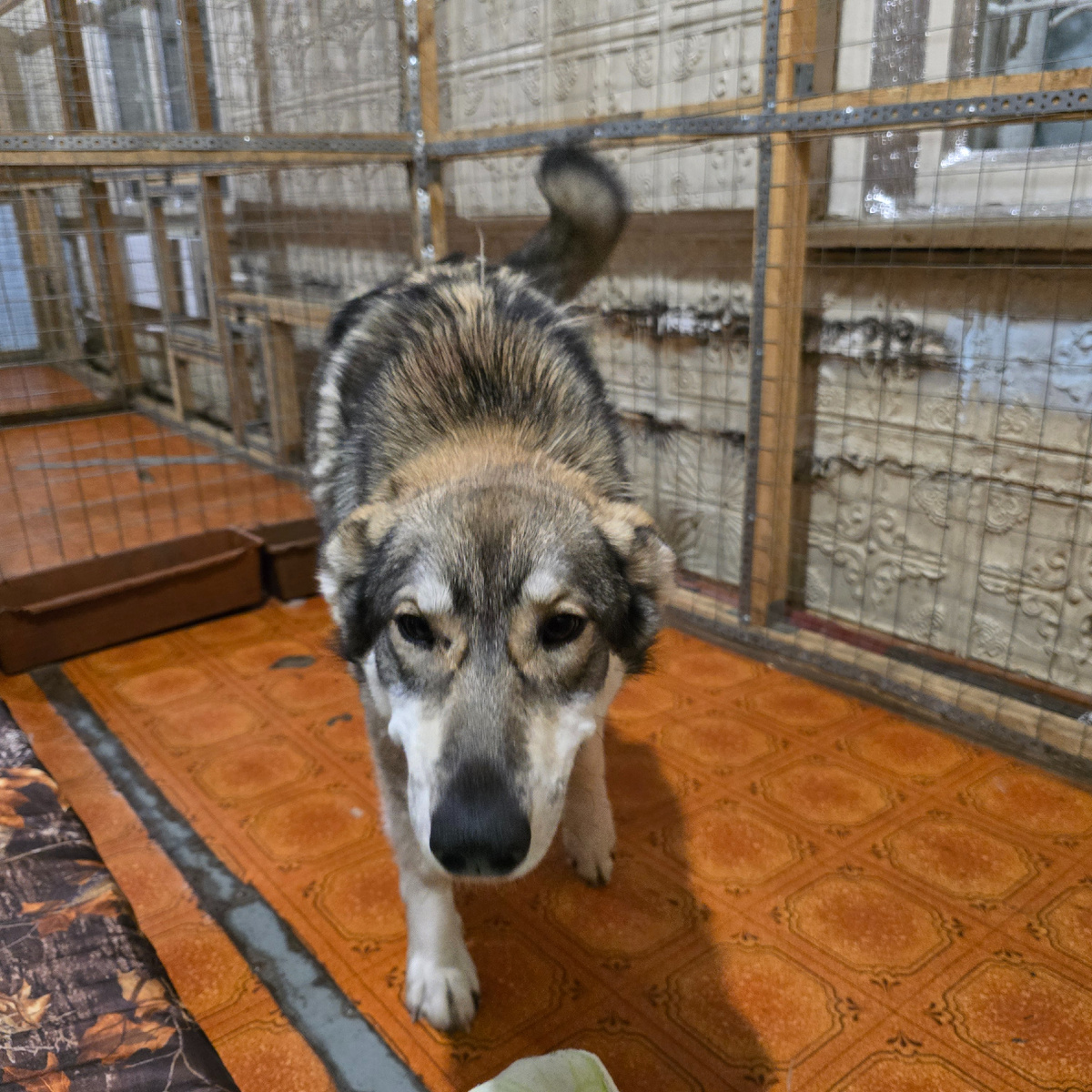 взгляд собачий полный печальной надежды
