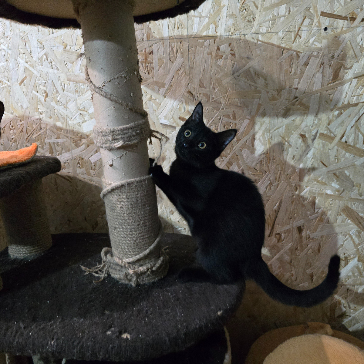 чёрный котёнок тревожно прижался к когтеточке