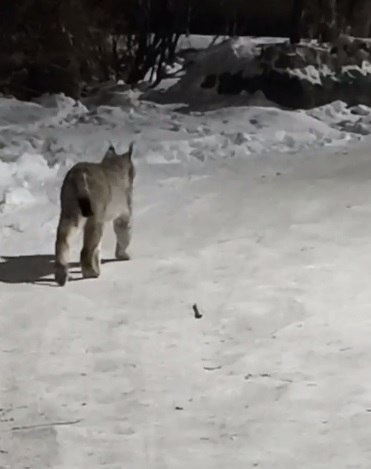 Дикие животные в центре Благовещенска: очередную рысь отловили на улице