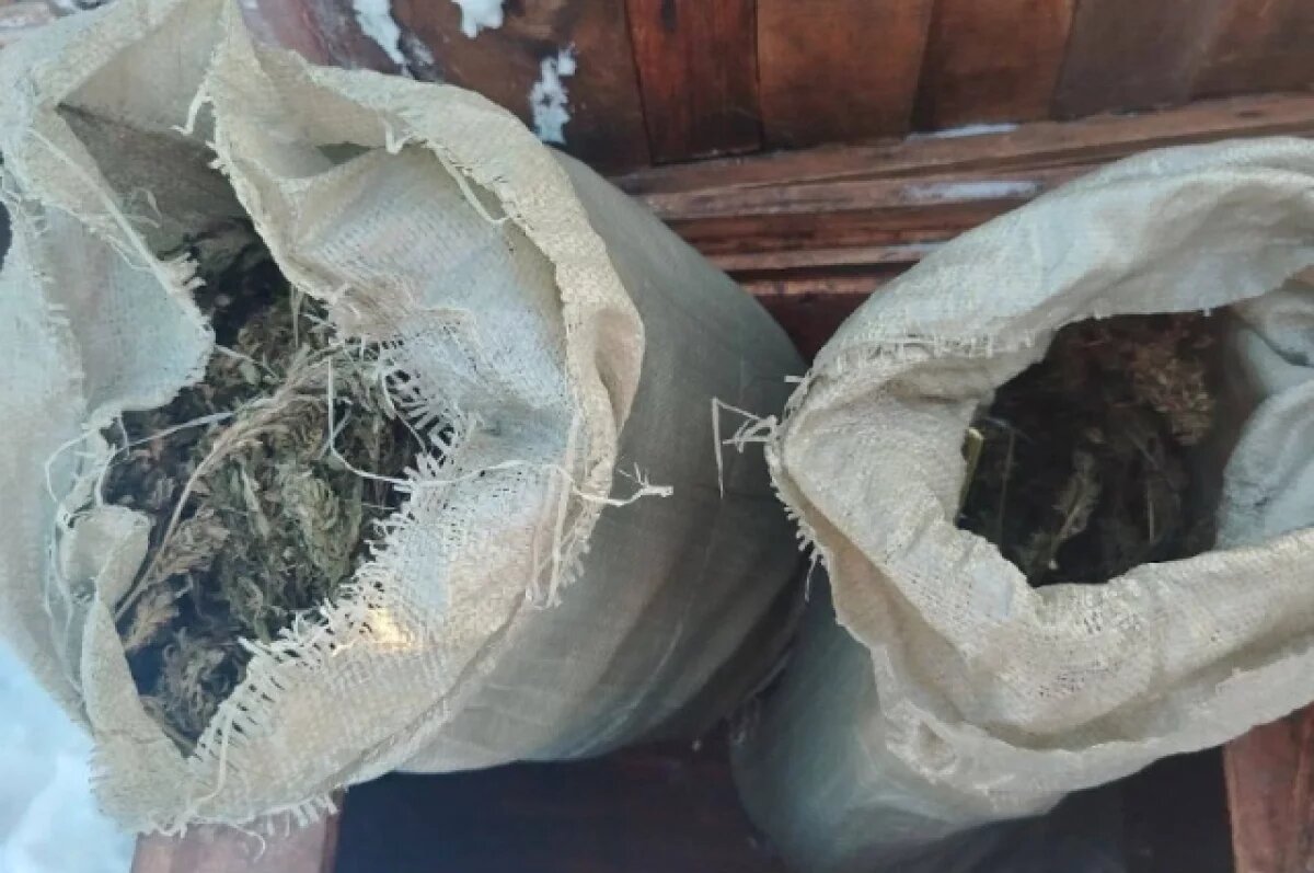    Хабаровчанин собрал в лесу коноплю и сделал килограмм марихуаны