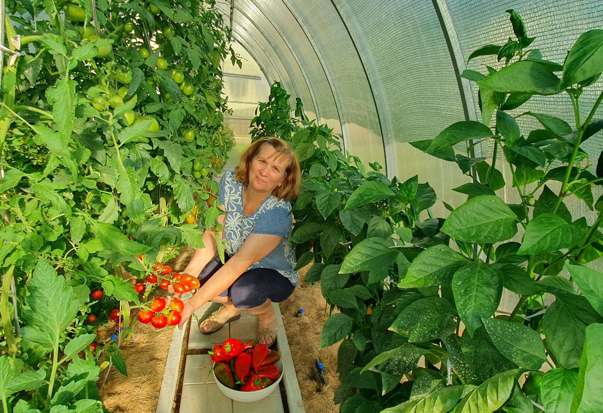 Теплица. Вдали от города. Нина Коновалова