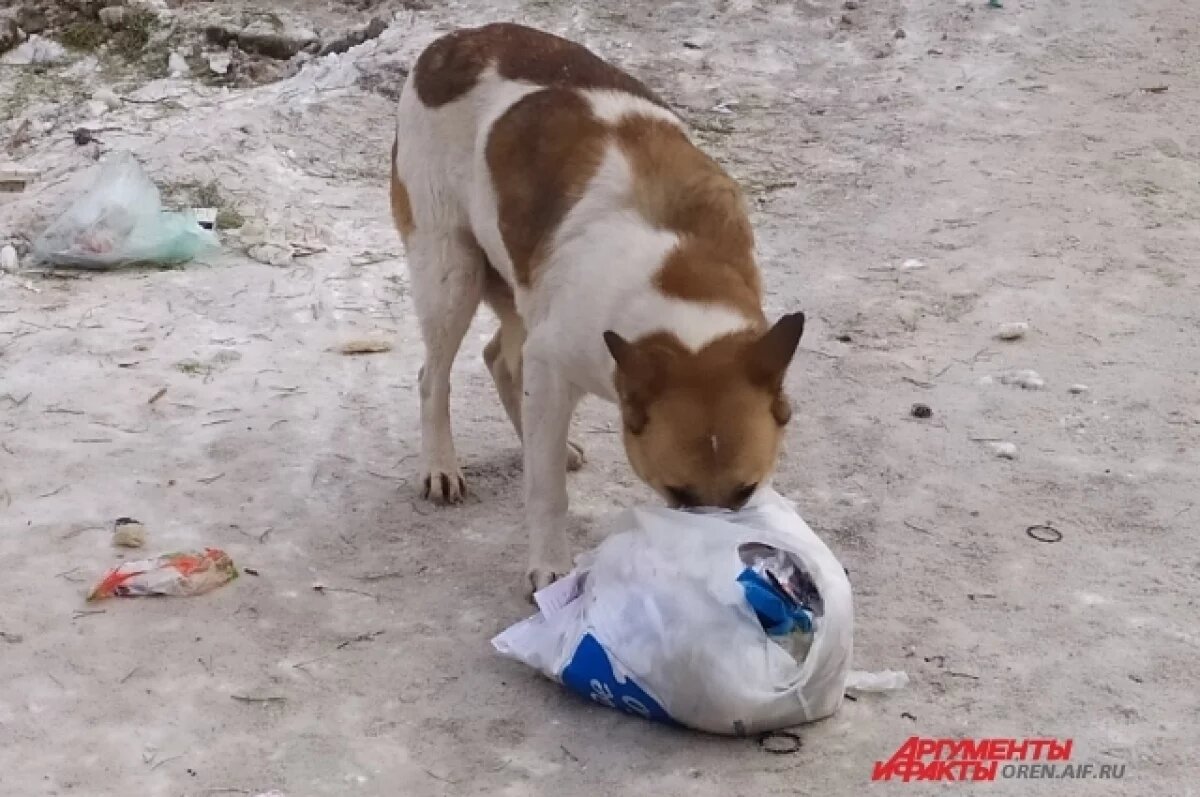    Администрация Оренбурга пытается навести порядок на мусорных площадках