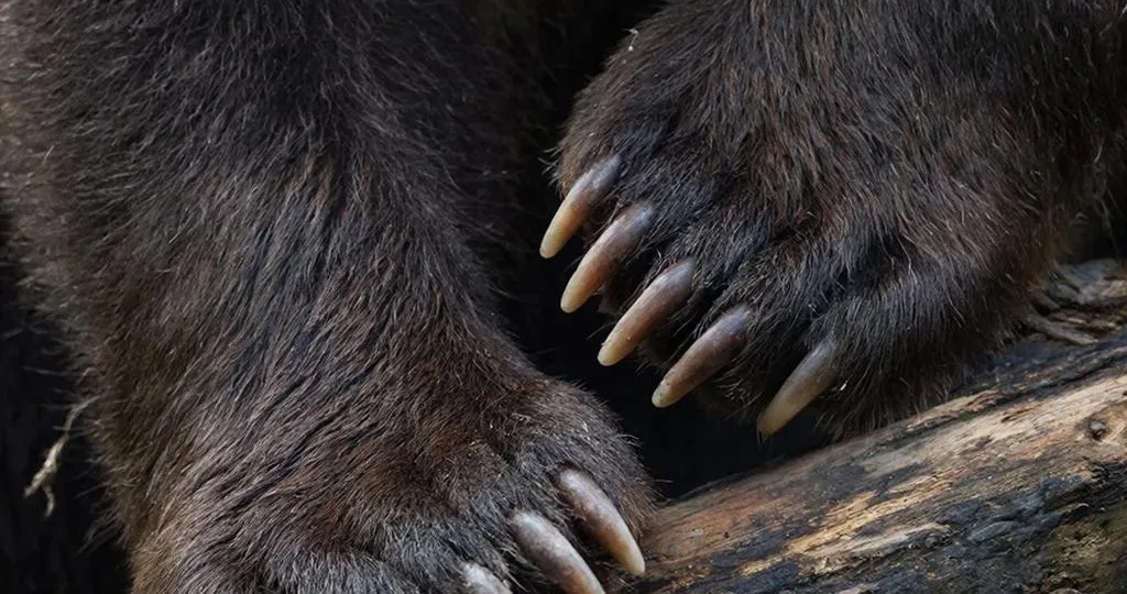 Зачем китайцам медвежьи лапы