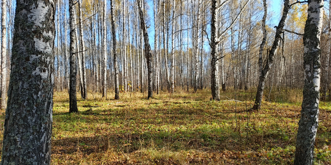 Можно ли пилить лес на бывших полях совершенно бесплатно