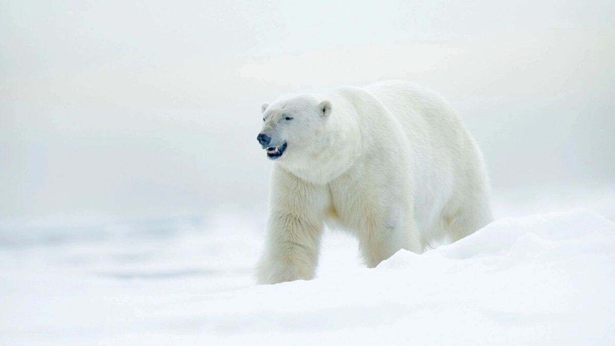    Фото: Ondrej Prosicky / Shutterstock / Fotodom