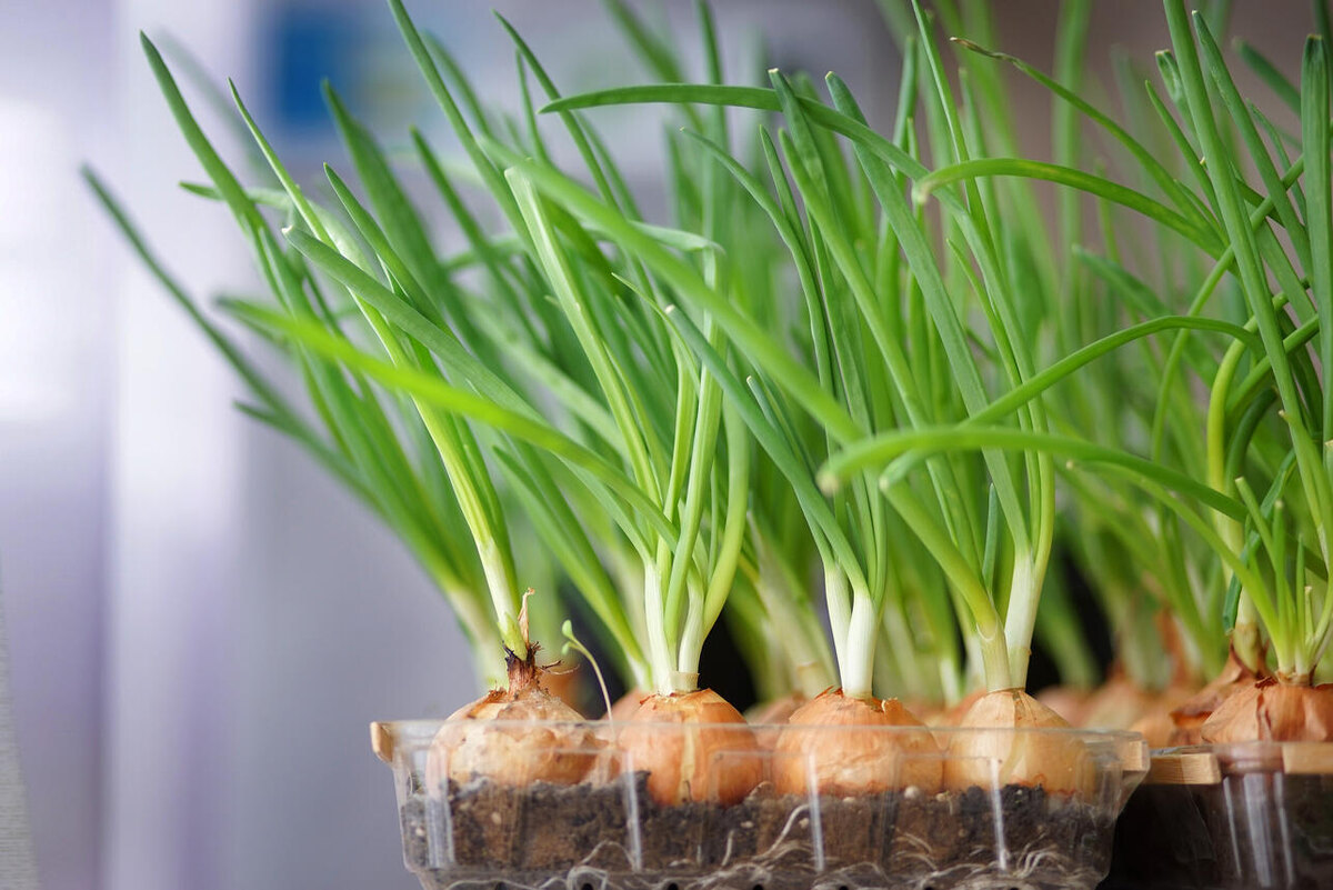    Лук 123RF/legion-media.ru