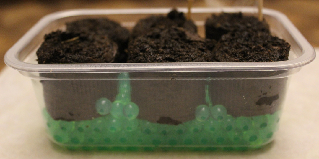 Выращивание рассады в торфяных таблетках, на подложке из гидрогеля.